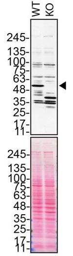 Annexin A11 Antibody in Western Blot (WB)