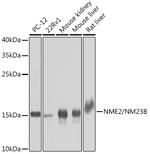 NME2 Antibody in Western Blot (WB)