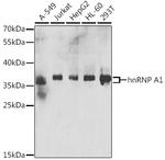 hnRNP A1 Antibody in Western Blot (WB)