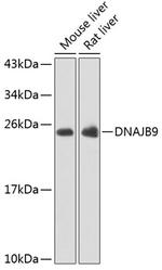 DNAJB9 Antibody in Western Blot (WB)