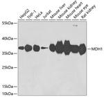 MDH1 Antibody in Western Blot (WB)