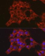 CCL3 Antibody in Immunocytochemistry (ICC/IF)