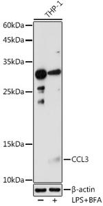 CCL3 Antibody in Western Blot (WB)