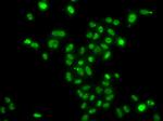 MORF4L2 Antibody in Immunocytochemistry (ICC/IF)