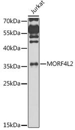 MORF4L2 Antibody in Western Blot (WB)