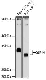 SIRT4 Antibody in Western Blot (WB)