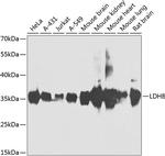 LDHB Antibody in Western Blot (WB)