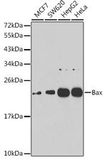 Bax Antibody in Western Blot (WB)