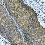 CD49b (Integrin alpha 2) Antibody in Immunohistochemistry (Paraffin) (IHC (P))