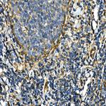 CD49b (Integrin alpha 2) Antibody in Immunohistochemistry (Paraffin) (IHC (P))