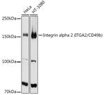 CD49b (Integrin alpha 2) Antibody in Western Blot (WB)