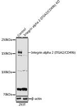 CD49b (Integrin alpha 2) Antibody in Western Blot (WB)