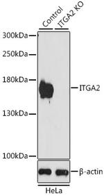 CD49b (Integrin alpha 2) Antibody