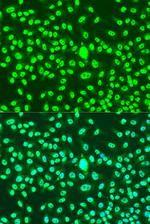 Cyclin A2 Antibody in Immunocytochemistry (ICC/IF)