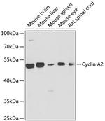 Cyclin A2 Antibody in Western Blot (WB)