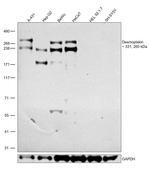 Desmoplakin Antibody in Western Blot (WB)