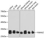 14-3-3 zeta Antibody in Western Blot (WB)