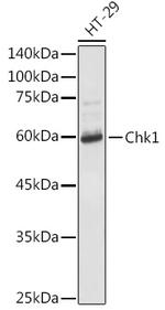 Chk1 Antibody in Western Blot (WB)