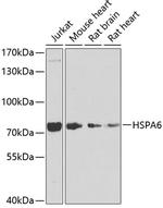 HSPA6 Antibody in Western Blot (WB)