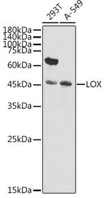 LOX Antibody in Western Blot (WB)