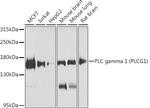 PLCG1 Antibody in Western Blot (WB)