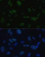 DNA-PK Antibody in Immunocytochemistry (ICC/IF)