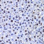 DNA-PK Antibody in Immunohistochemistry (Paraffin) (IHC (P))