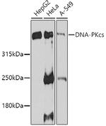 DNA-PK Antibody in Western Blot (WB)