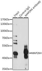 MAP2K4 Antibody in Immunoprecipitation (IP)