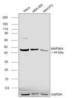 MAP2K4 Antibody in Western Blot (WB)