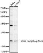 SHH Antibody in Western Blot (WB)