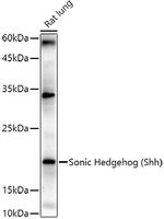 SHH Antibody in Western Blot (WB)