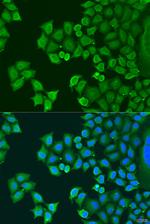 Synaptotagmin 4 Antibody in Immunocytochemistry (ICC/IF)