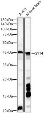 Synaptotagmin 4 Antibody in Western Blot (WB)