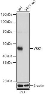 VRK1 Antibody