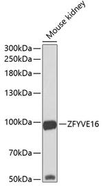 ZFYVE16 Antibody in Western Blot (WB)