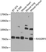 RASGRP3 Antibody in Western Blot (WB)