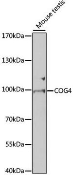 COG4 Antibody in Western Blot (WB)