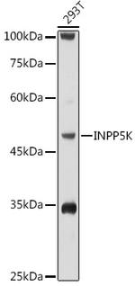 SKIP Antibody in Western Blot (WB)