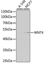 WNT4 Antibody in Western Blot (WB)