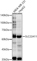 SLC22A11 Antibody in Western Blot (WB)