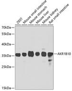 AKR1B10 Antibody in Western Blot (WB)