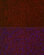 LRG1 Antibody in Immunocytochemistry (ICC/IF)