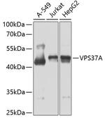 VPS37A Antibody in Western Blot (WB)