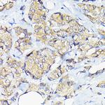 EEF1G Antibody in Immunohistochemistry (Paraffin) (IHC (P))