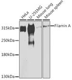 Filamin A Antibody in Western Blot (WB)