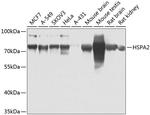 HSPA2 Antibody in Western Blot (WB)