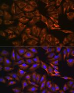 GPIP137 Antibody in Immunocytochemistry (ICC/IF)