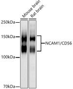 CD56 Antibody in Western Blot (WB)