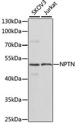 Neuroplastin Antibody in Western Blot (WB)